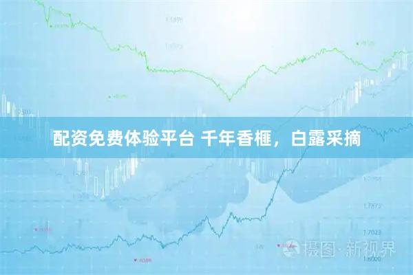 配资免费体验平台 千年香榧，白露采摘